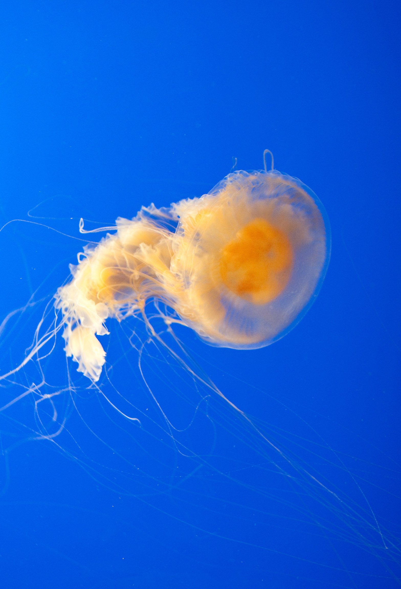 Photo of a Fried Egg Jellyfish (Phacellophora camtschatica) at Monterey Bay Aquarium.