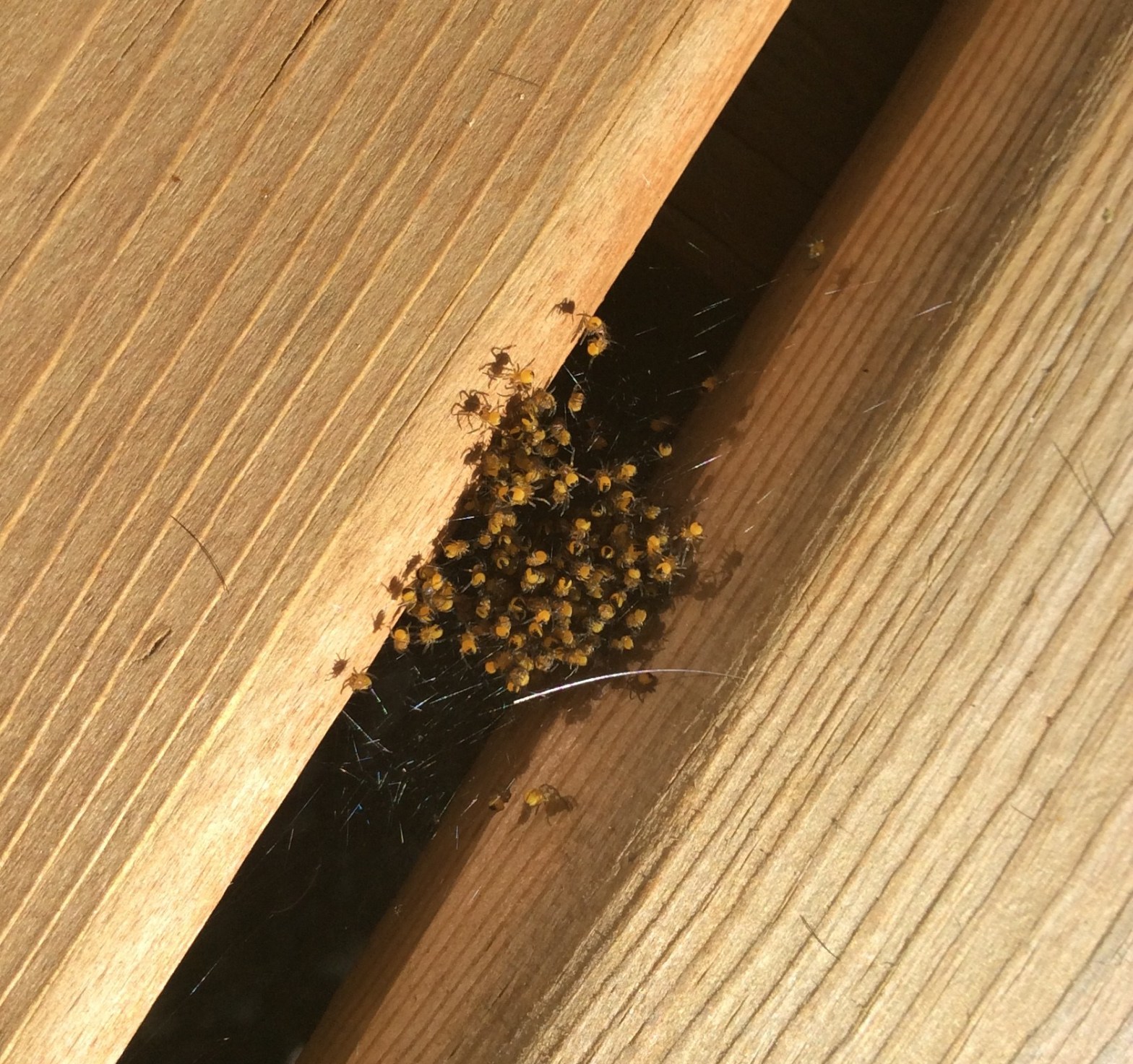 Next of baby Garden Spiders between the boards of the deck.