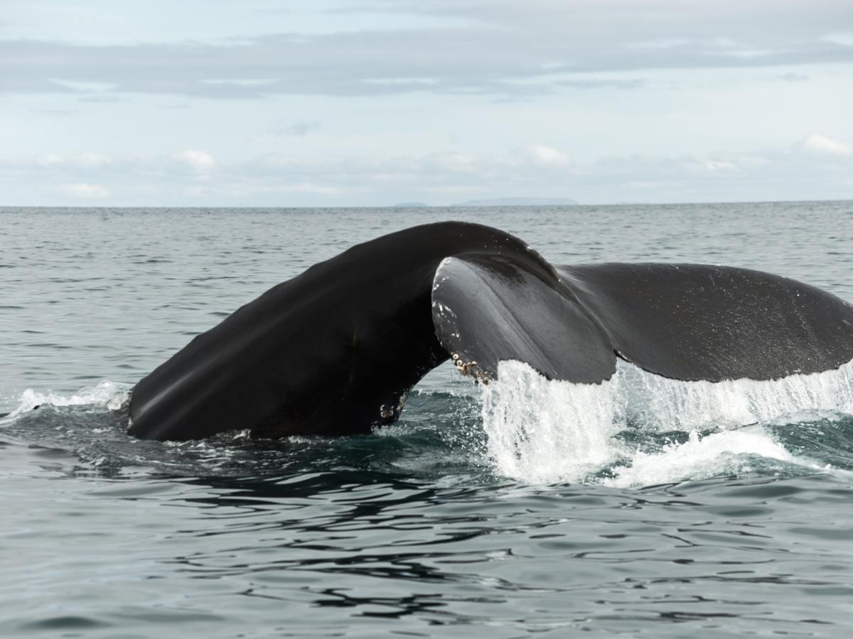 Teeth & Tongue: Whale Feeding Fun