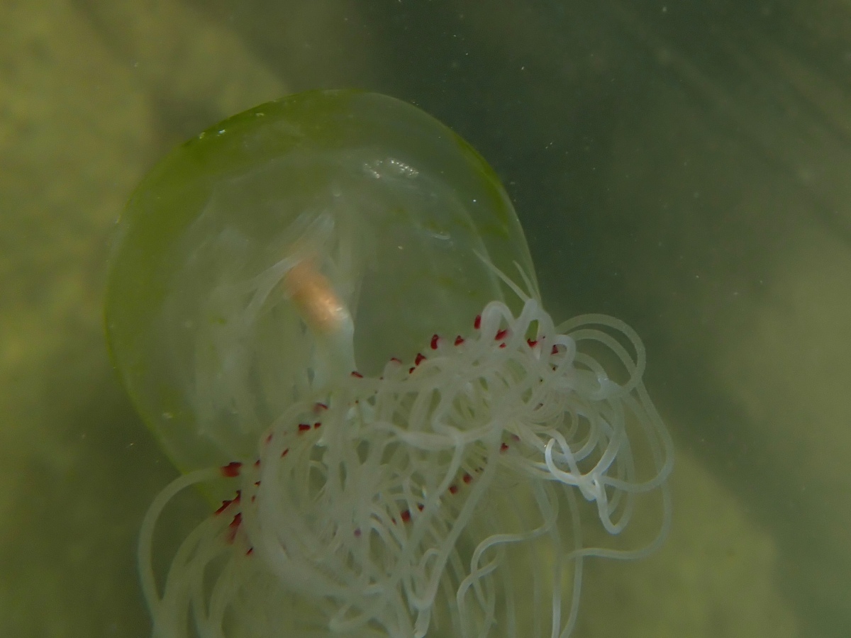 Red-Eye Medusa (Jellyfish)