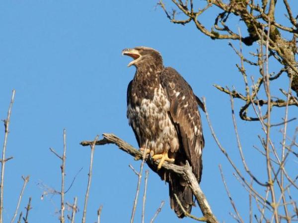 Branching out, eaglet&nbsp;style